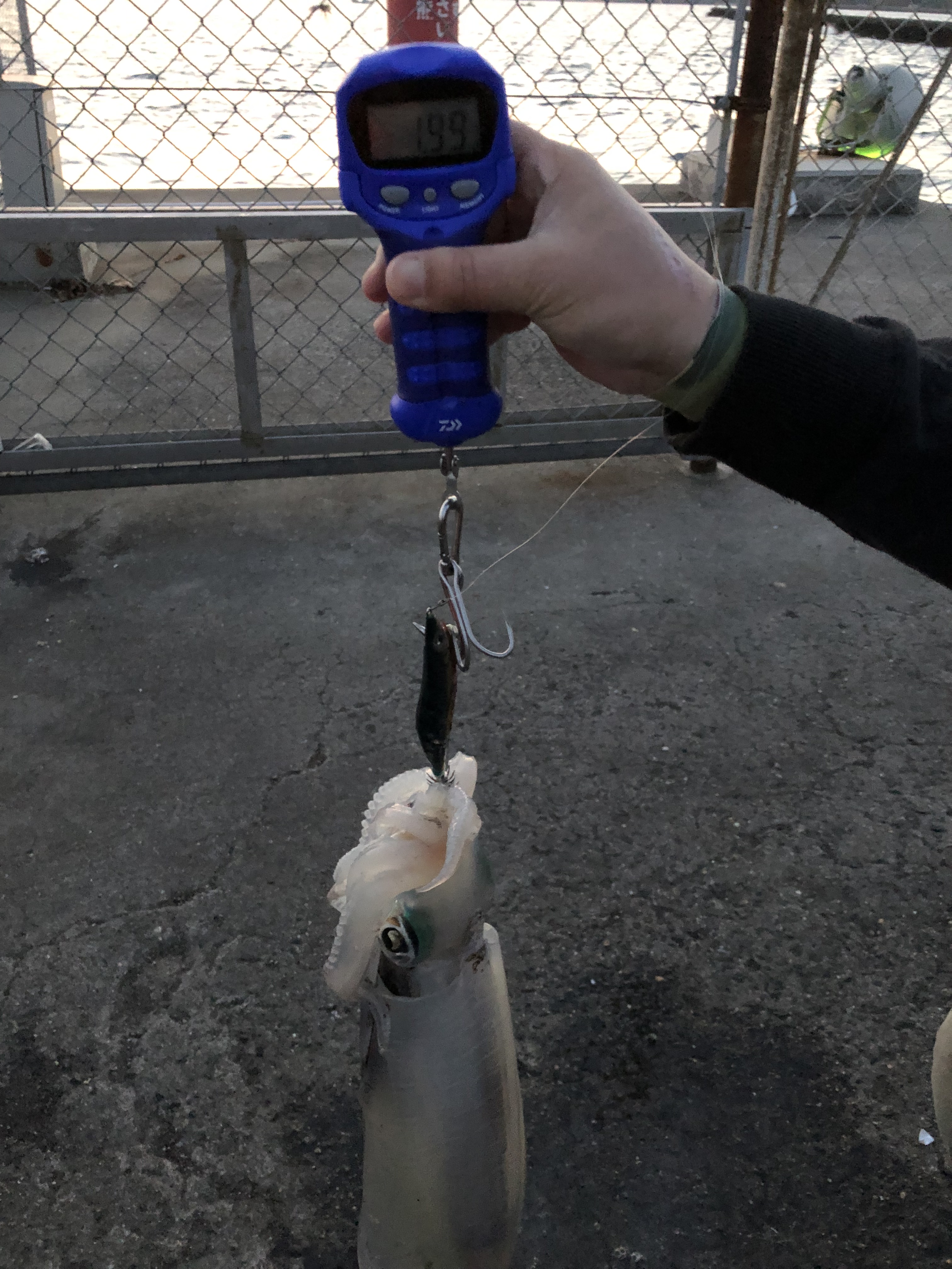 過去の釣行で撮影したアオリイカ